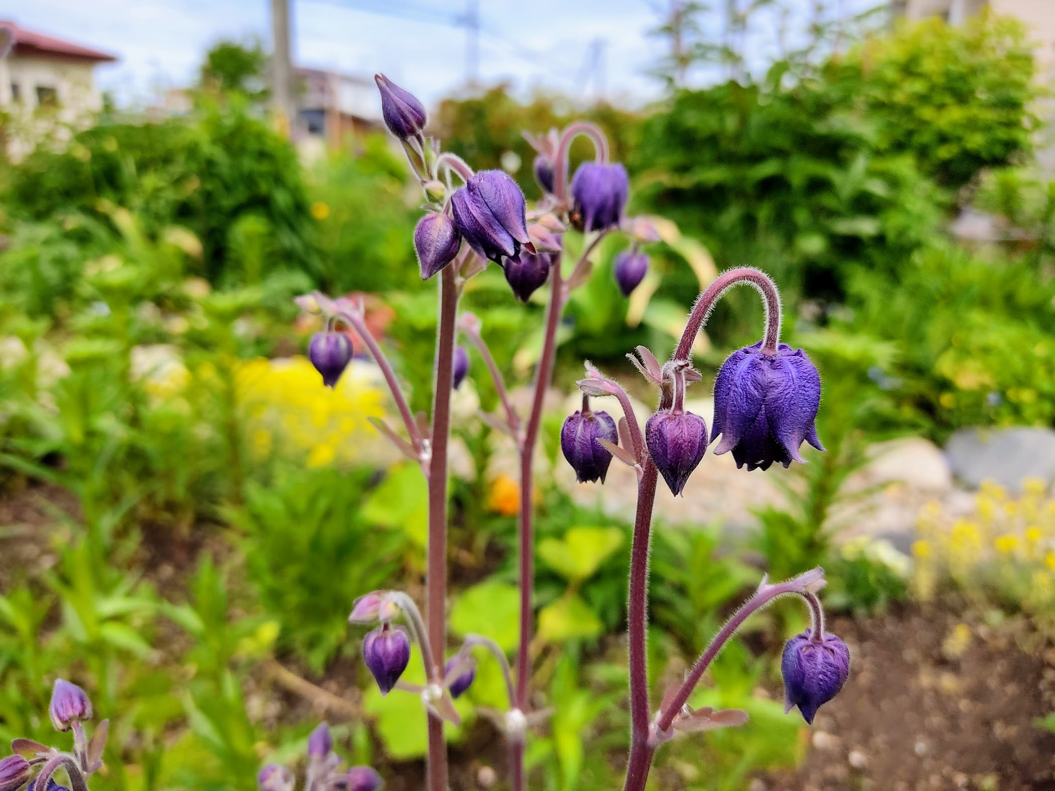 宿根草たちの迫力がすごい | 寒冷地ガーデナーNotebook