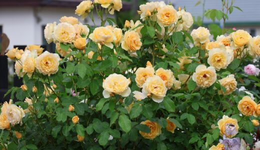下のソーシャルリンクからフォロー