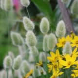 父と庭と、これからのこと