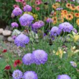 農薬と生態系の話