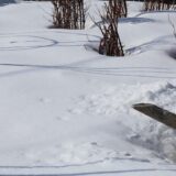 マイコバクテリウム・ヴァッカエの話