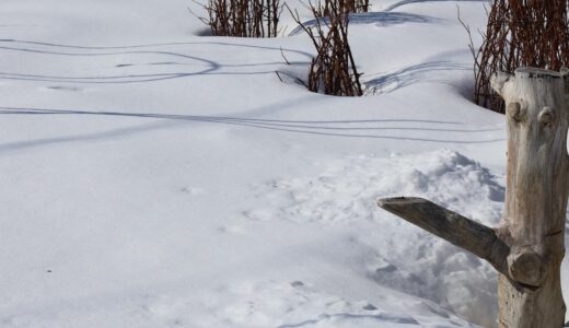 マイコバクテリウム・ヴァッカエの話