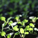 園芸から考える自然