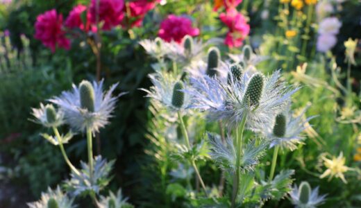 寒冷地で育つおすすめ宿根草20選