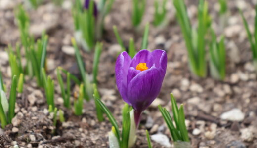 雪解けとクロッカス、春の始まり