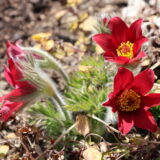 スプリング・エフェメラル