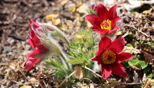 下のソーシャルリンクからフォロー