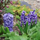 春の芽吹きと忙しい春の庭