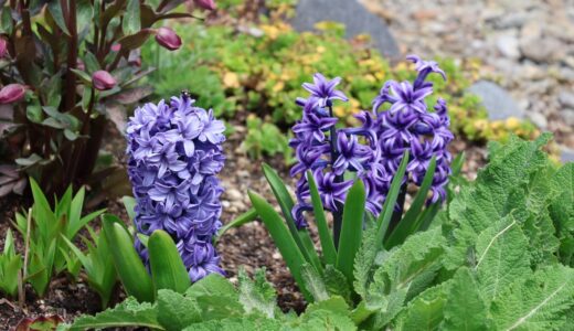 春の芽吹きと忙しい春の庭